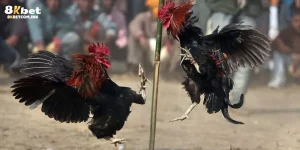 Đá Gà 4K - Nâng Tầm Trải Nghiệm Những Trận Đấu Thần Kê